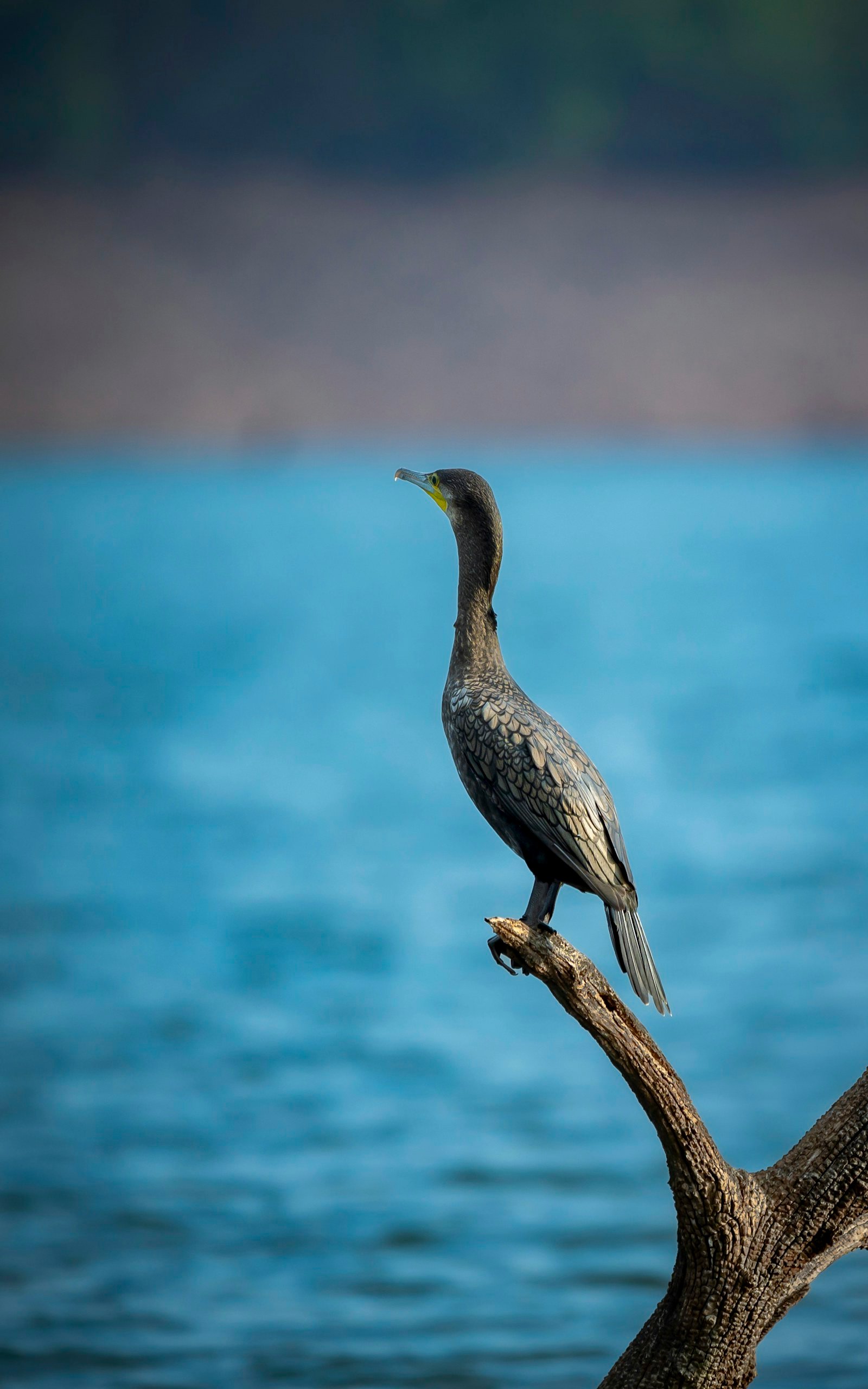 Un cormoran observe le lac depuis une branche au-dessus de l’eau.