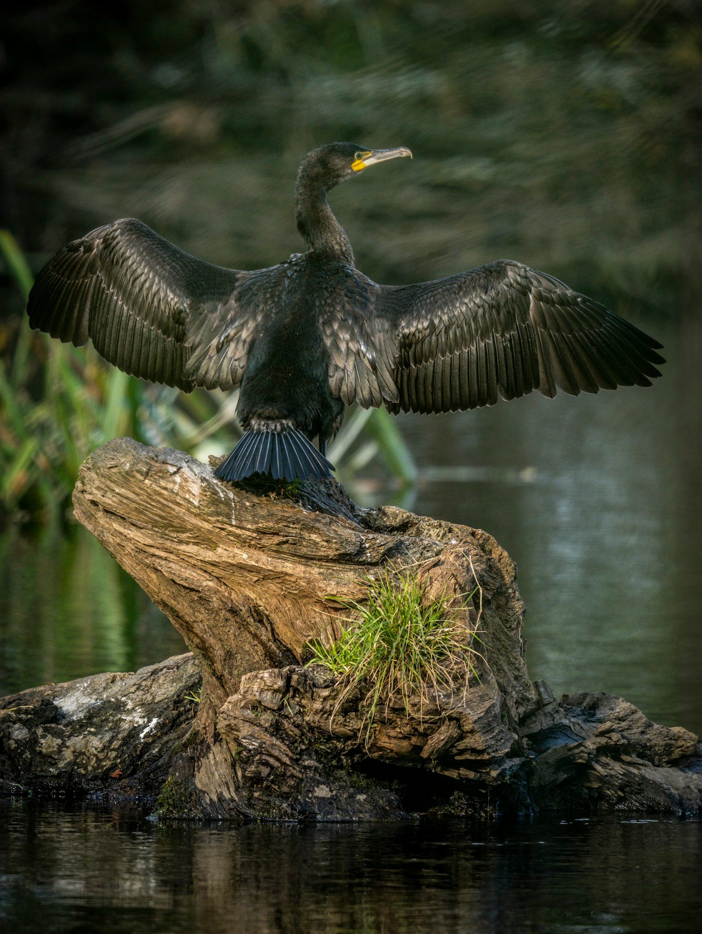 Un cormoran déploie ses ailes au bord de l’eau après une plongée.
